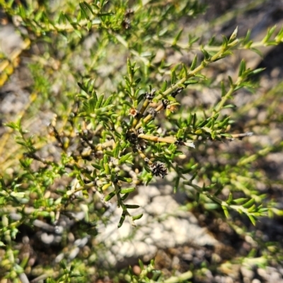 Mirbelia pungens (Prickly Mirbelia) at Rob Roy Range - 21 Apr 2024 by BethanyDunne