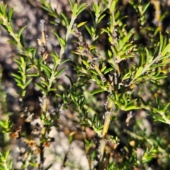 Mirbelia pungens at Rob Roy Range - 21 Apr 2024