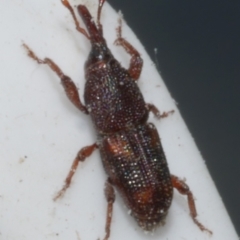 Sitophilus oryzae (Rice Weevil) at Freshwater Creek, VIC - 1 Mar 2024 by WendyEM
