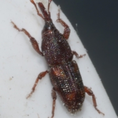 Unidentified Weevil (Curculionoidea) at WendyM's farm at Freshwater Ck. - 1 Mar 2024 by WendyEM