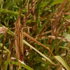 Acrida conica (Giant green slantface) at WendyM's farm at Freshwater Ck. - 1 Mar 2024 by WendyEM