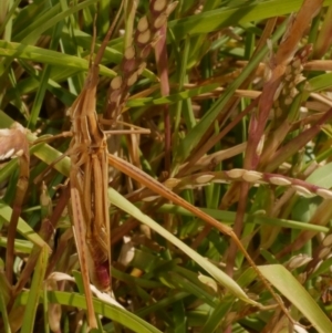 Acrida conica at WendyM's farm at Freshwater Ck. - 1 Mar 2024