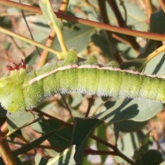 Opodiphthera helena (Helena Gum Moth) at Freshwater Creek, VIC - 8 Mar 2024 by WendyEM