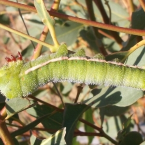 Opodiphthera helena at Freshwater Creek, VIC - 8 Mar 2024