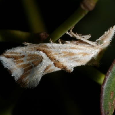 Heliocosma argyroleuca (A tortrix or leafroller moth) at WendyM's farm at Freshwater Ck. - 9 Mar 2024 by WendyEM