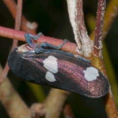 Eurymela fenestrata (Gum tree leafhopper) at Freshwater Creek, VIC - 9 Mar 2024 by WendyEM