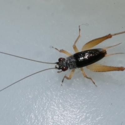 Trigonidium sp. (genus) at Freshwater Creek, VIC - 11 Mar 2024 by WendyEM