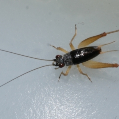 Unidentified Cricket (Orthoptera, several families) at Freshwater Creek, VIC - 10 Mar 2024 by WendyEM