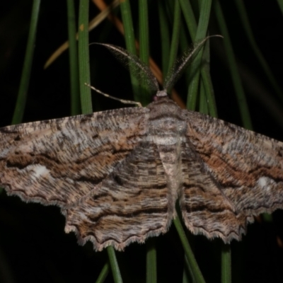 Scioglyptis lyciaria (White-patch Bark Moth) at WendyM's farm at Freshwater Ck. - 12 Mar 2024 by WendyEM