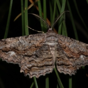 Scioglyptis lyciaria (White-patch Bark Moth) at Freshwater Creek, VIC by WendyEM