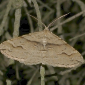 Syneora fractata at Freshwater Creek, VIC - 12 Mar 2024