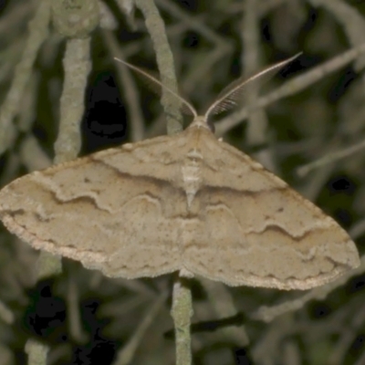 Syneora fractata (Ennominae) at WendyM's farm at Freshwater Ck. - 12 Mar 2024 by WendyEM