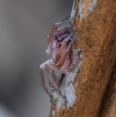 Unidentified Spider (Araneae) at Hughes Grassy Woodland - 19 Apr 2024 by LisaH