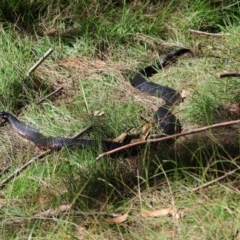 Pseudechis porphyriacus (Red-bellied Black Snake) at QPRC LGA - 21 Apr 2024 by LisaH