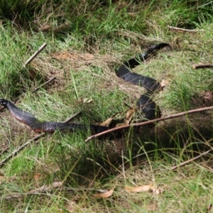 Pseudechis porphyriacus at Mongarlowe River - 21 Apr 2024