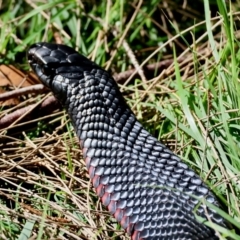 Pseudechis porphyriacus at Mongarlowe River - 21 Apr 2024