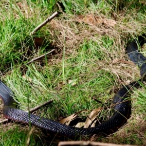 Pseudechis porphyriacus at Mongarlowe River - 21 Apr 2024