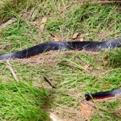 Pseudechis porphyriacus at Mongarlowe River - 21 Apr 2024