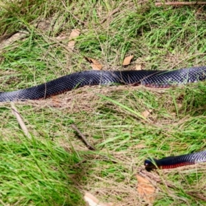 Pseudechis porphyriacus at Mongarlowe River - 21 Apr 2024