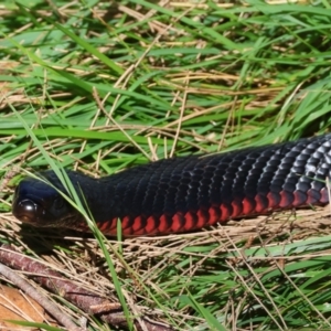 Pseudechis porphyriacus at Mongarlowe River - 21 Apr 2024