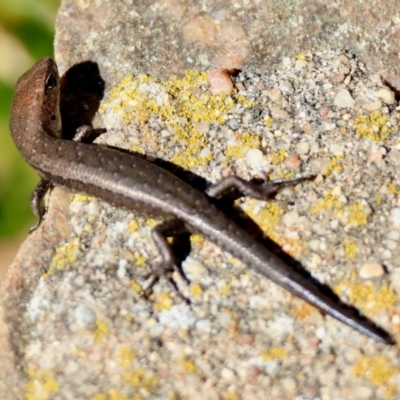 Lampropholis guichenoti (Common Garden Skink) at suppressed - 21 Apr 2024 by LisaH