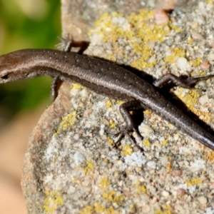 Lampropholis guichenoti at Mongarlowe River - 21 Apr 2024