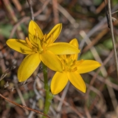 Hypoxis hygrometrica var. villosisepala (Golden Weather-grass) at Mulligans Flat - 21 Apr 2024 by Cmperman