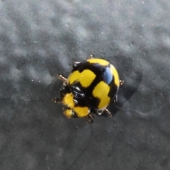 Illeis galbula (Fungus-eating Ladybird) at Mongarlowe, NSW - 20 Apr 2024 by LisaH