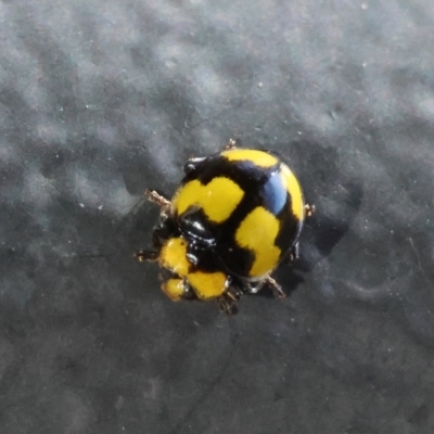 Illeis galbula (Fungus-eating Ladybird) at Mongarlowe, NSW - 20 Apr 2024 by LisaH