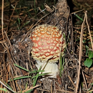 Amanita muscaria at QPRC LGA - 21 Apr 2024