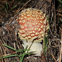 Amanita muscaria at QPRC LGA - 21 Apr 2024