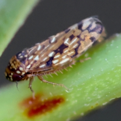Unidentified Leafhopper or planthopper (Hemiptera, several families) at QPRC LGA - 21 Apr 2024 by LisaH