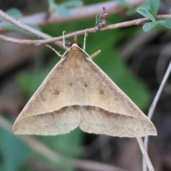 Epidesmia perfabricata (Grey Epidesmia) at Mongarlowe, NSW - 21 Apr 2024 by LisaH