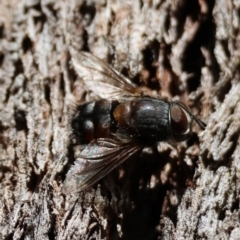 Prodiaphania sp. (genus) (A Tachinid fly) at QPRC LGA - 21 Apr 2024 by LisaH