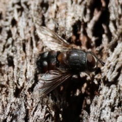 Unidentified True fly (Diptera) at QPRC LGA - 21 Apr 2024 by LisaH