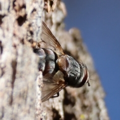 Prodiaphania sp. (genus) at QPRC LGA - suppressed