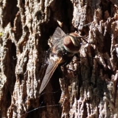 Prodiaphania sp. (genus) at QPRC LGA - suppressed