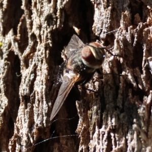 Prodiaphania sp. (genus) at QPRC LGA - suppressed