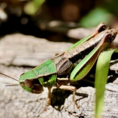 Praxibulus sp. (genus) (A grasshopper) at Mongarlowe River - 21 Apr 2024 by LisaH