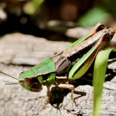 Praxibulus sp. (genus) (A grasshopper) at QPRC LGA - 21 Apr 2024 by LisaH