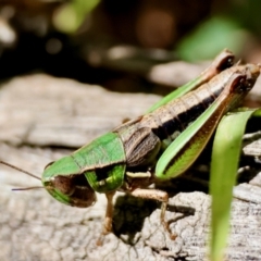 Praxibulus sp. (genus) (A grasshopper) at QPRC LGA - 21 Apr 2024 by LisaH