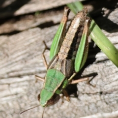 Praxibulus sp. (genus) at QPRC LGA - 21 Apr 2024