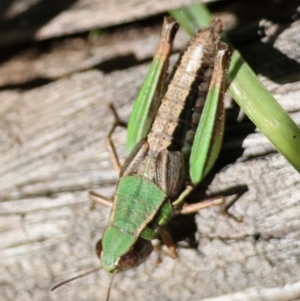 Praxibulus sp. (genus) at QPRC LGA - 21 Apr 2024