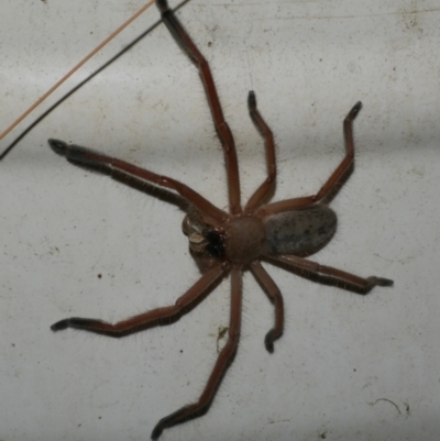 Delena cancerides (Social huntsman spider) at WendyM's farm at Freshwater Ck. - 12 Mar 2024 by WendyEM