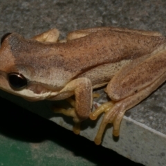 Litoria ewingii at Freshwater Creek, VIC - 14 Mar 2024 by WendyEM