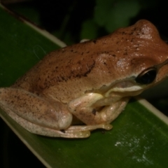 Litoria ewingii at WendyM's farm at Freshwater Ck. - 14 Mar 2024 by WendyEM