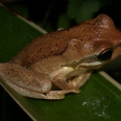 Litoria ewingii (Ewing's Tree Frog) at Freshwater Creek, VIC - 14 Mar 2024 by WendyEM