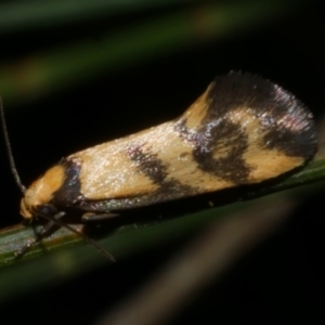 Olbonoma triptycha at Freshwater Creek, VIC - 15 Mar 2024