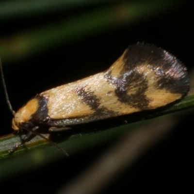 Olbonoma triptycha (Chezela Group) at WendyM's farm at Freshwater Ck. - 15 Mar 2024 by WendyEM