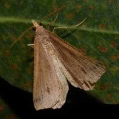 Parosteodes fictiliaria (Dodonaea Moth) at Freshwater Creek, VIC - 16 Mar 2024 by WendyEM